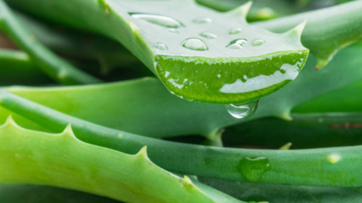 L’aloe vera : un trésor végétal aux multiples bienfaits pour votre santé 
